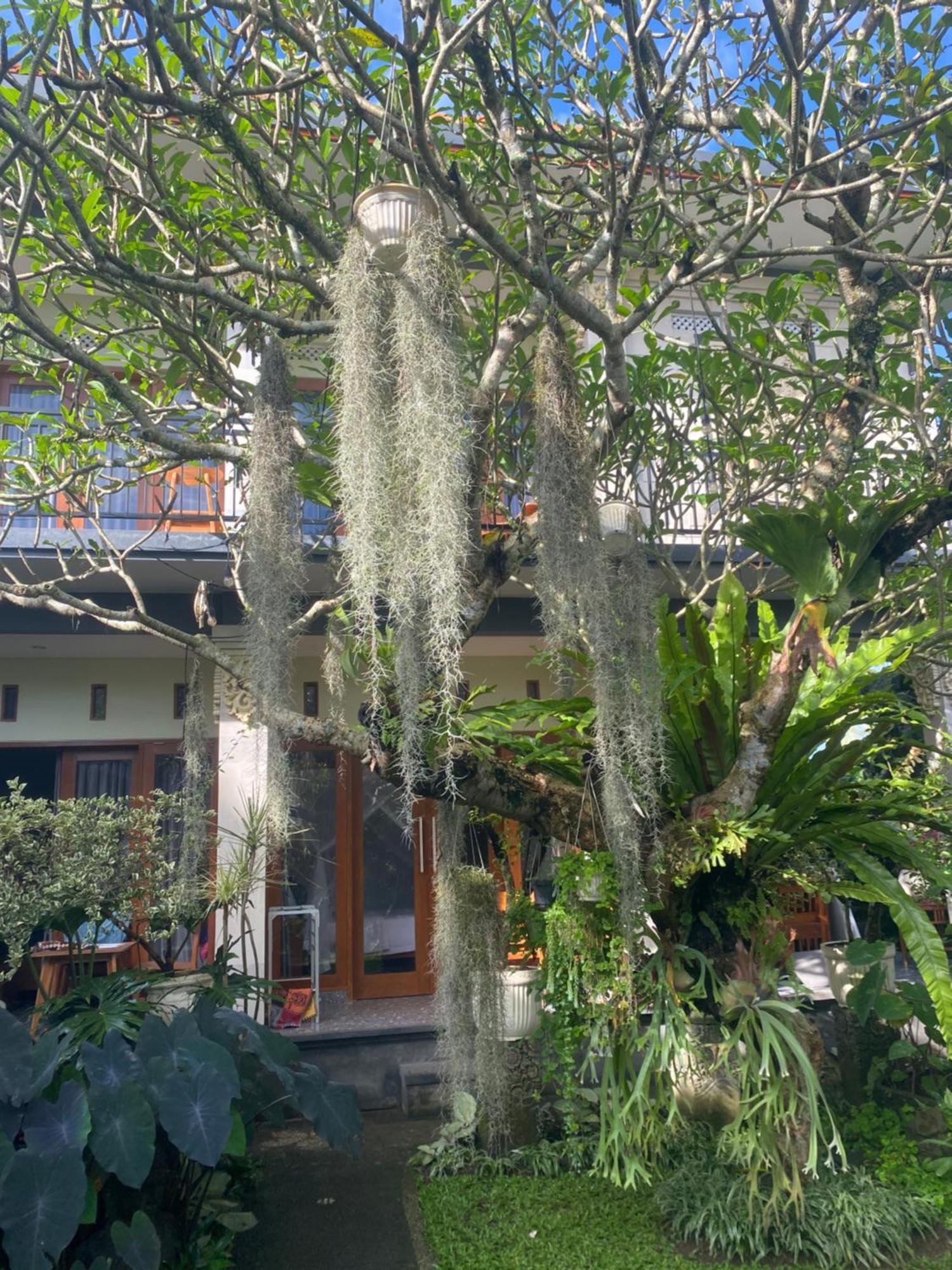 Suryadina Guest House Ubud  Exterior photo