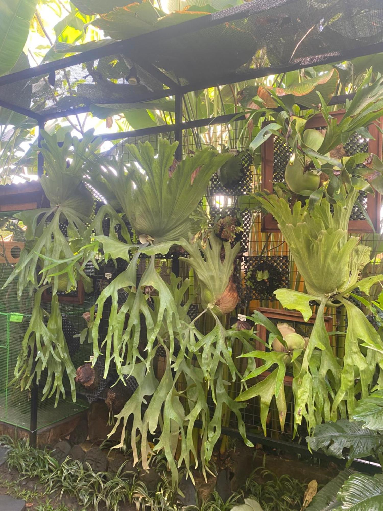 Suryadina Guest House Ubud  Exterior photo