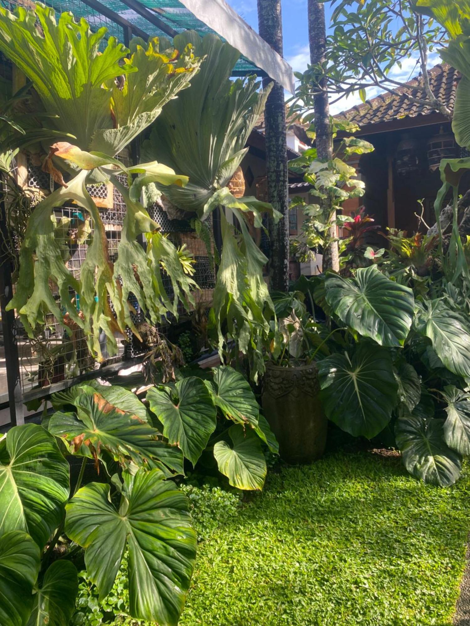 Suryadina Guest House Ubud  Exterior photo